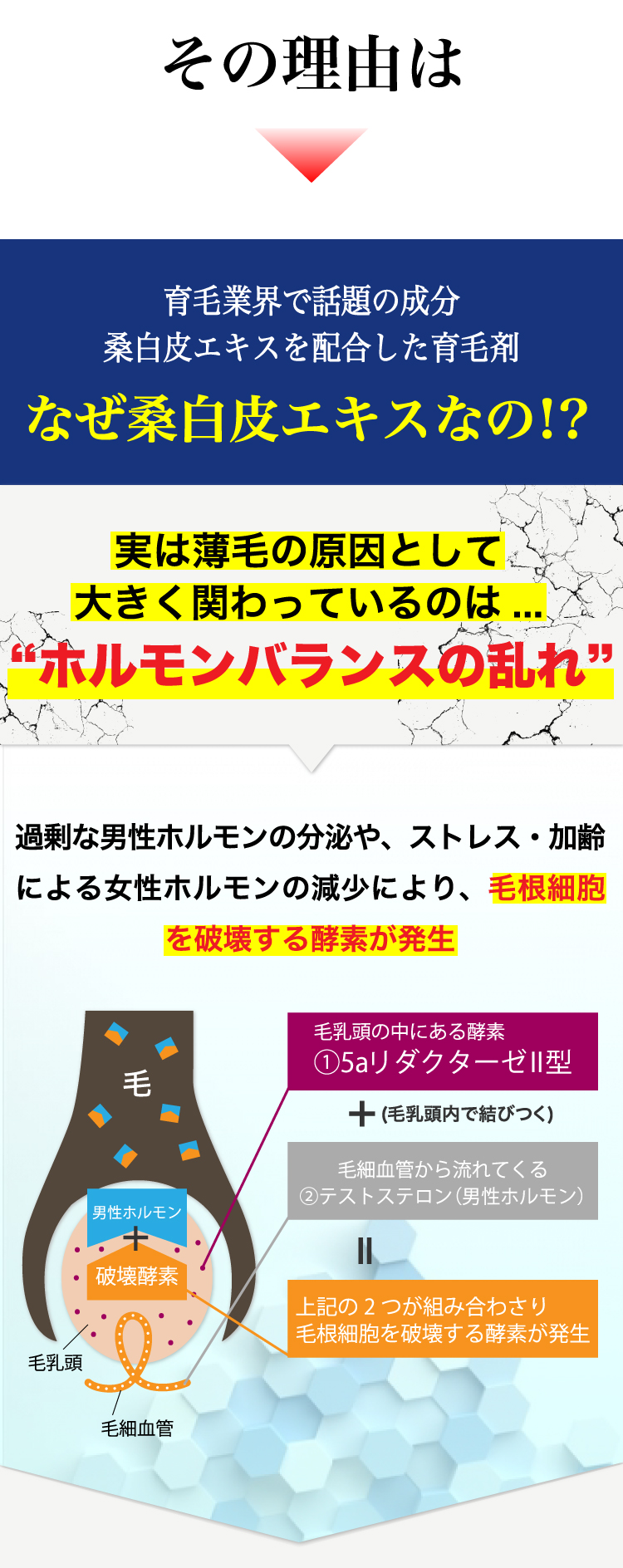 その理由は育毛業界で話題の成分桑白皮エキスを配合した育毛剤。実は薄毛の原因として大きく関わっているのは...“ホルモンバランスの乱れ”過剰な男性ホルモンの分泌や、ストレス・加齢による女性ホルモンの減少により、毛根細胞を破壊する酵素が発生